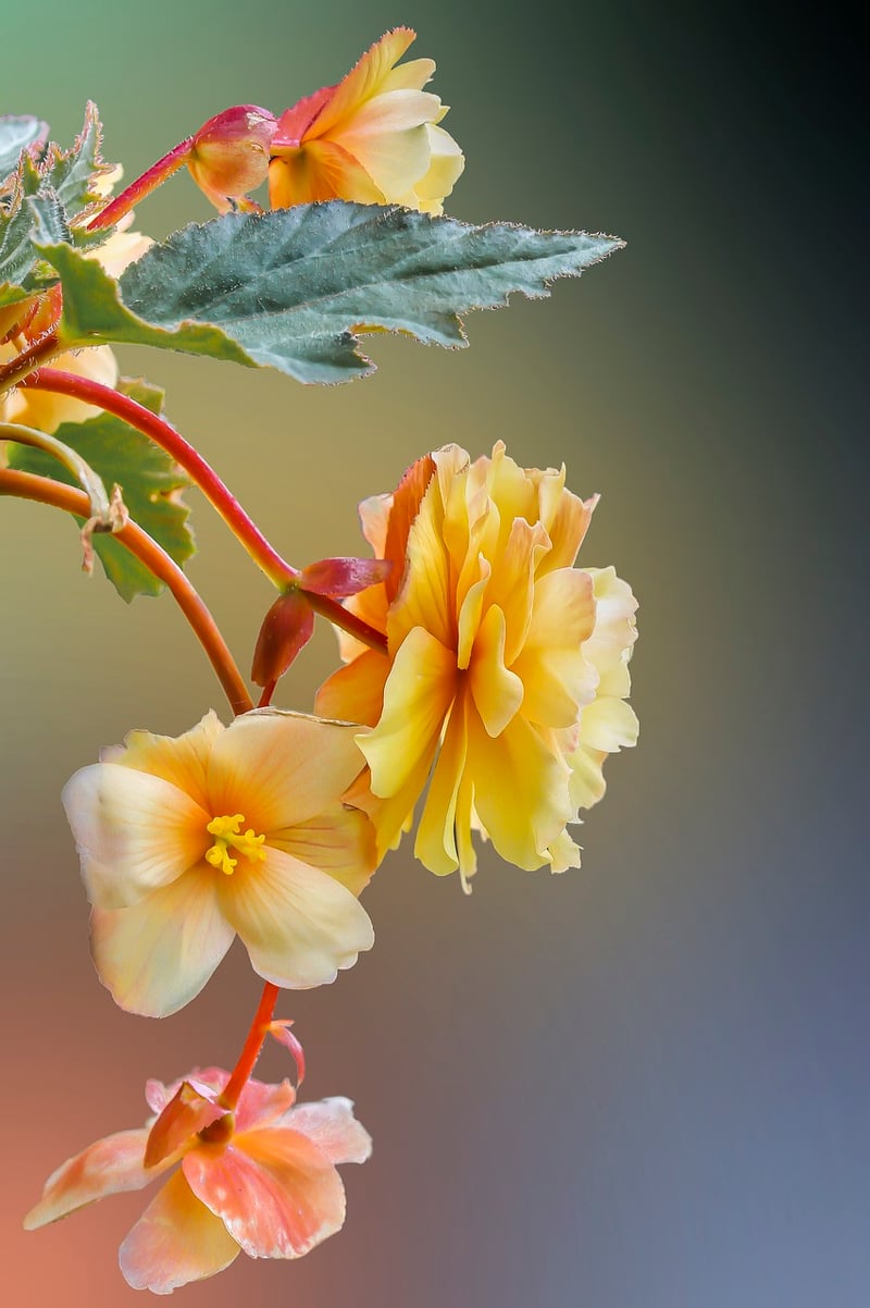 Begonias