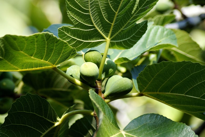 Fiddle Leaf Fig