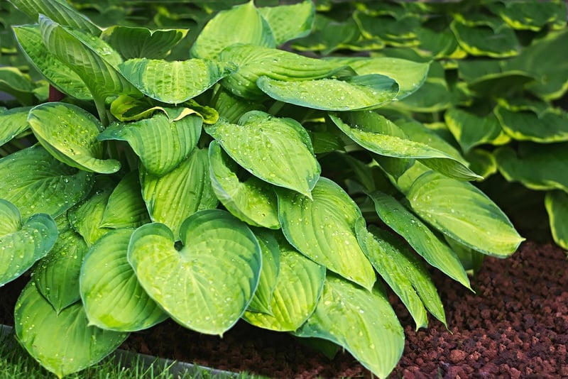 Hostas