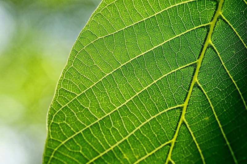 Green Leaf Close-up