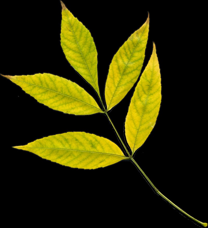 Pothos